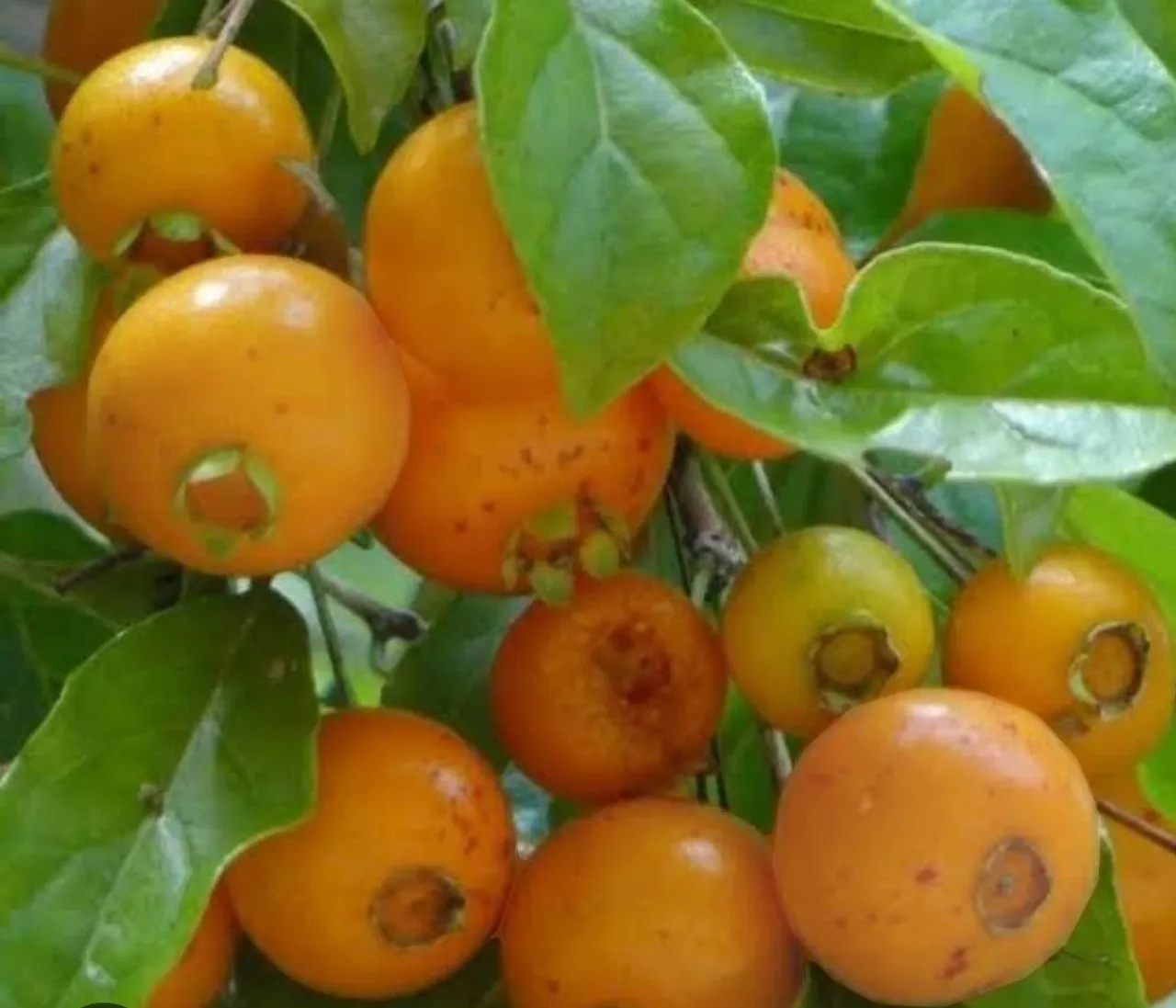 10 sementes fruta guabiroba de árvore *FRUTA RARA*