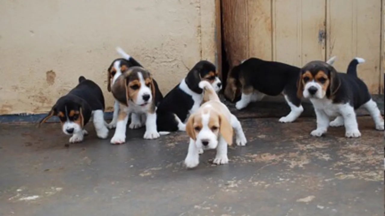 Filhotes de Beagle Fêmeas - Foto 2