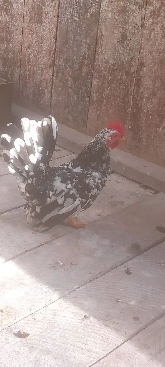 Frangos da raça Nagasaki  - Foto 6