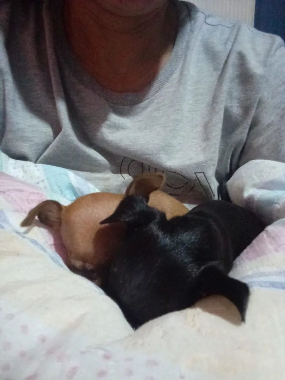 Pinscher zero - Foto 3