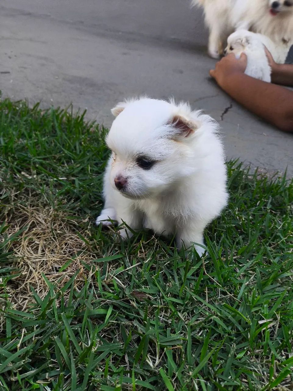 Filhotes Lulu da Pomerânia  - Foto 4