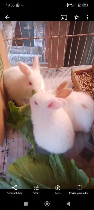 Coelhinho fofinho mini Lion  - Foto 5