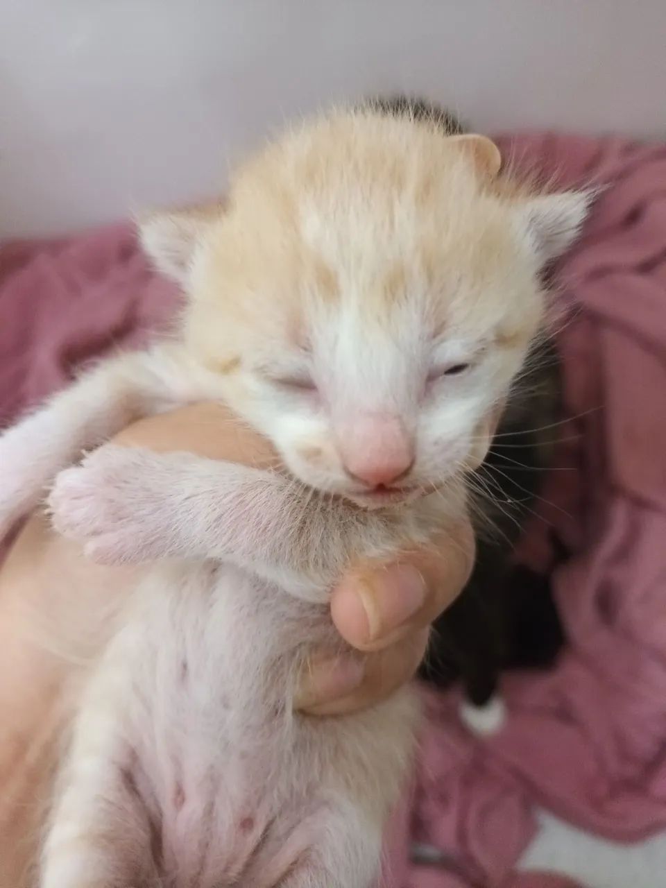 Gatinhos fofinhos disponíveis para adoção - Foto 3