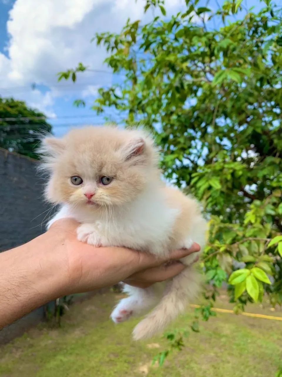 Filhote Persa Machinho e fêmea  - Foto 2