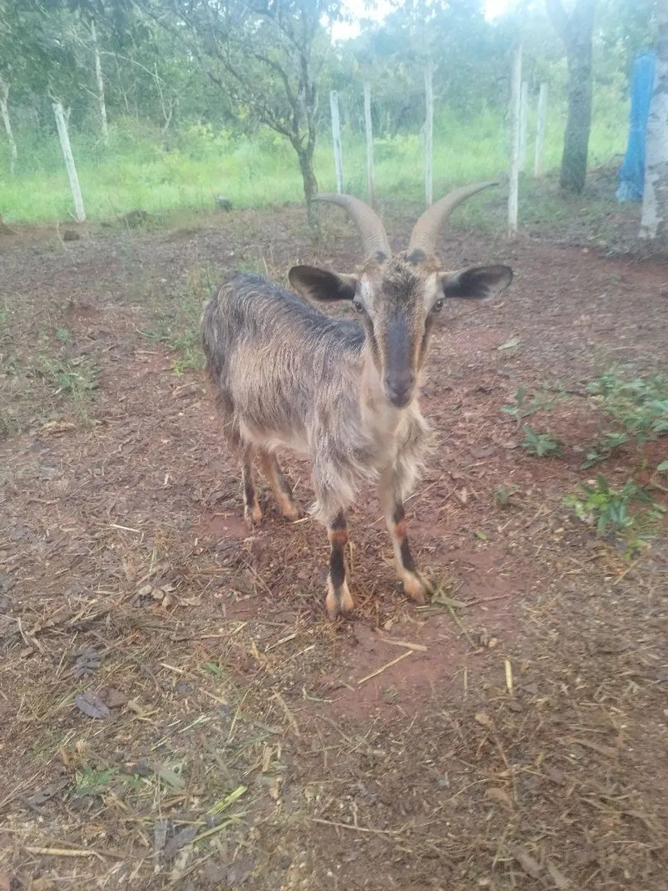 Cabra para venda