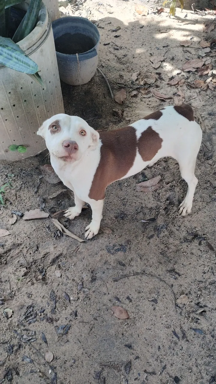 Pitbull/ com vira lata para adoção
