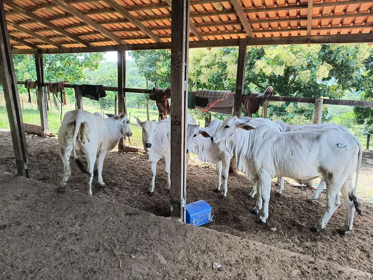 Novilhas Nelore puras  - Foto 2