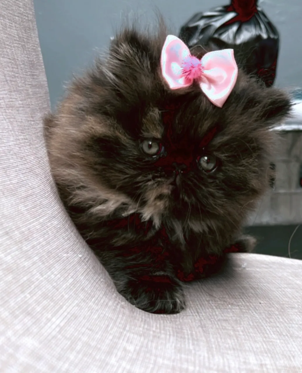 Gatinha Persa - Fofura à Venda!