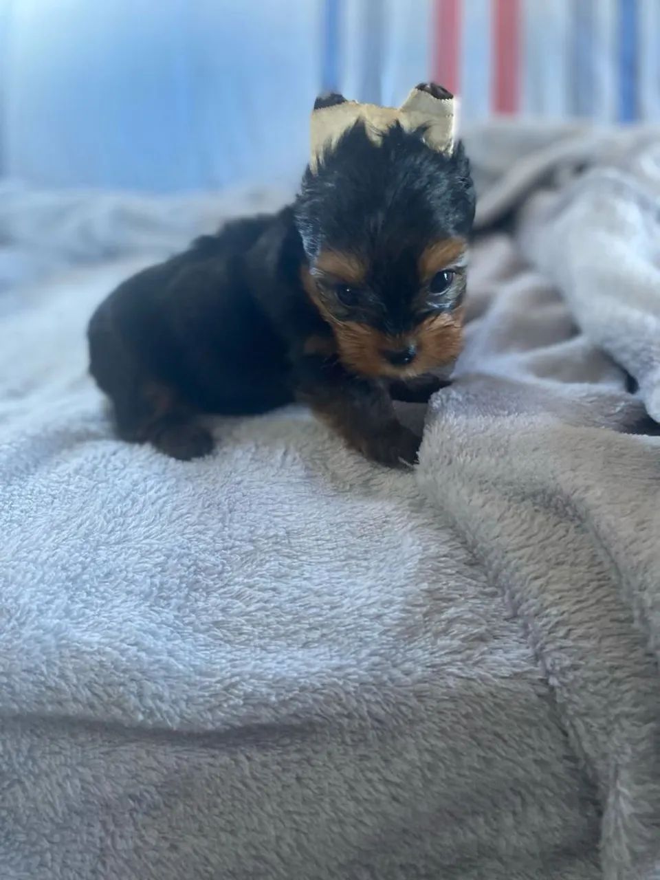 Filhotes de Yorkshire Terrier - Foto 3