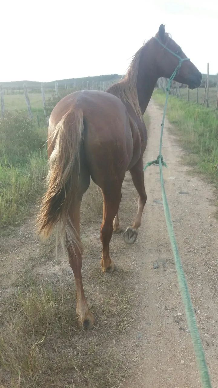 Cavalo castanho - Foto 2
