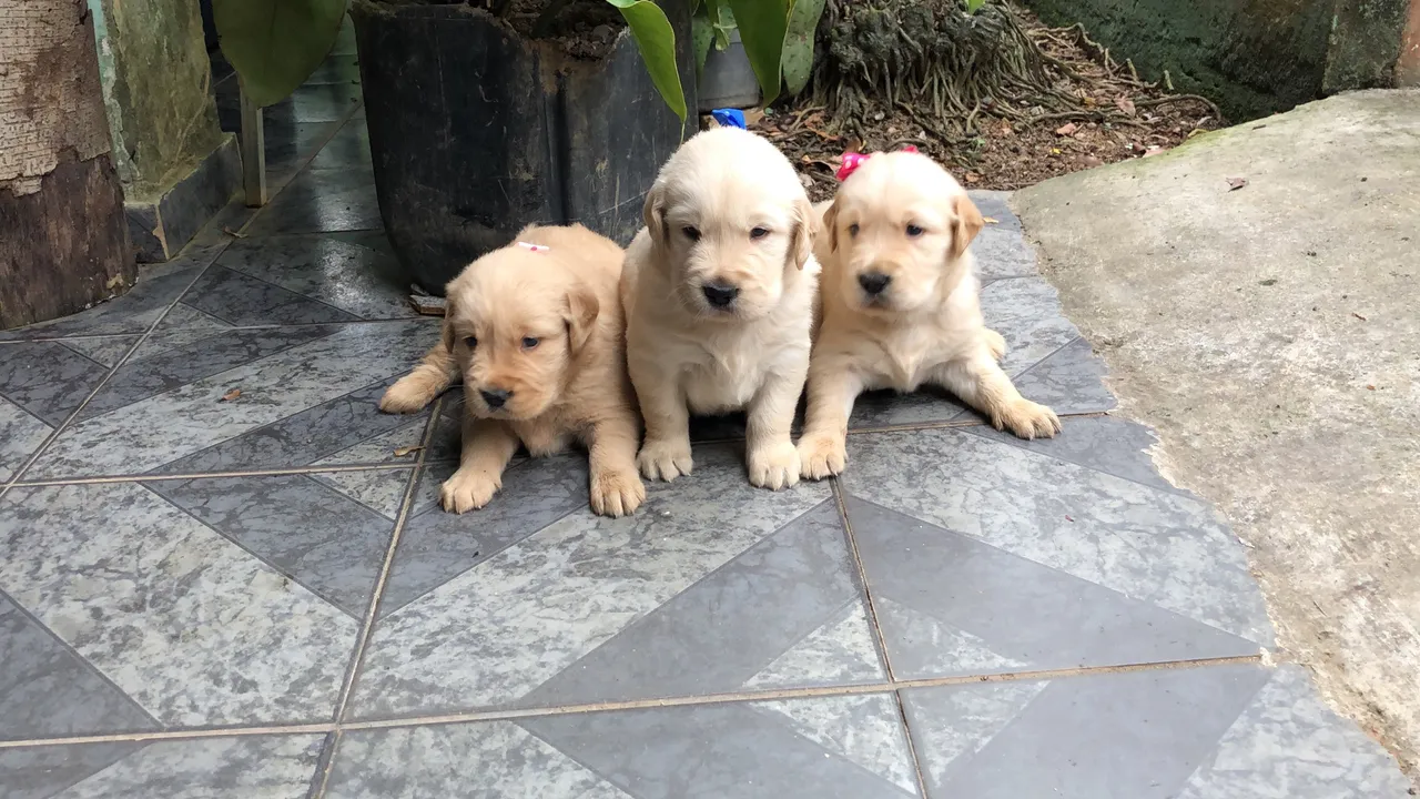 Lindos Filhotes disponíveis