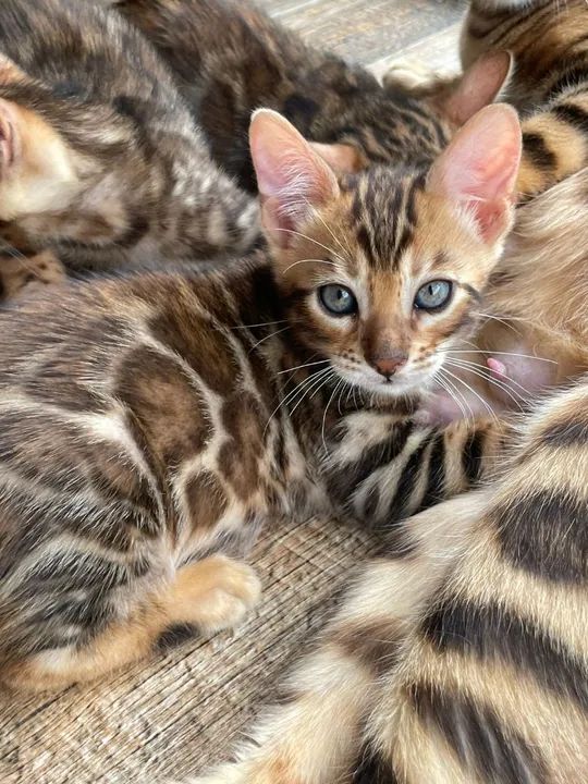 Lindos filhotes de Bengals. IMPORTADOS  - Foto 5