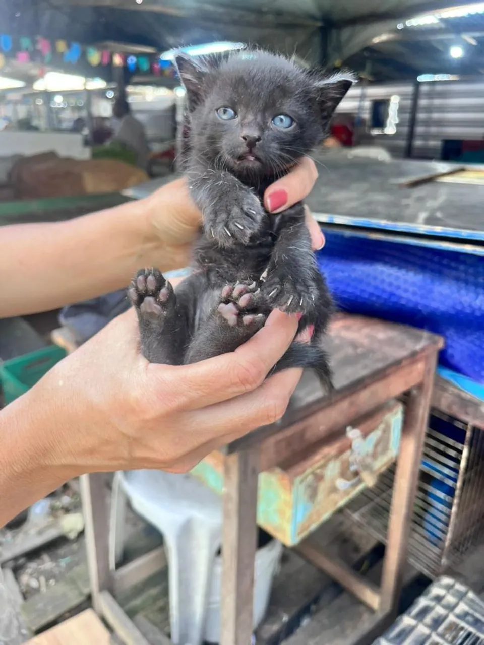 gatos pretos para adoção ou doação