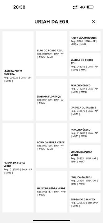 Potro Mangalarga Marchador de picado entrada mais paselas  - Foto 3