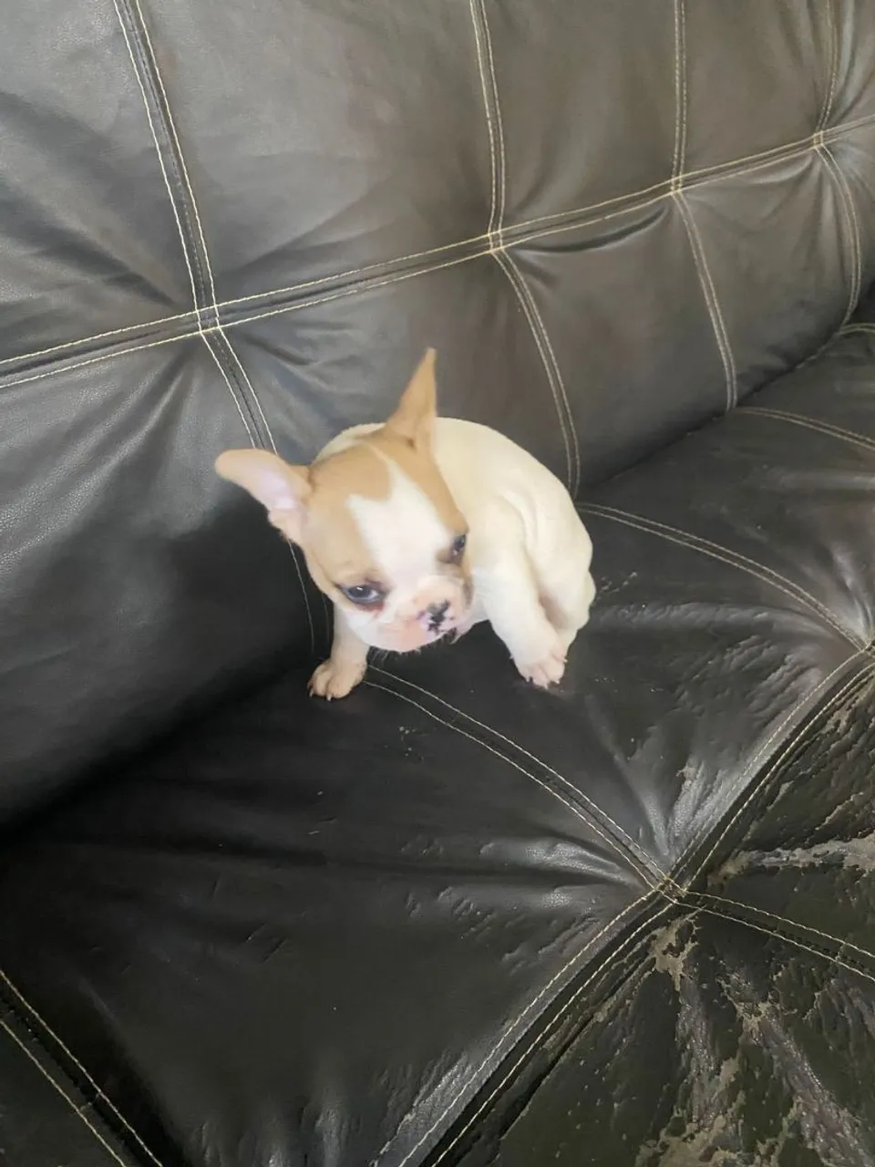 Filhote de Bulldog Francês