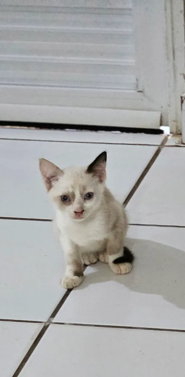 Gatinha linda disponível para adoção, siamês 4 meses, come ração