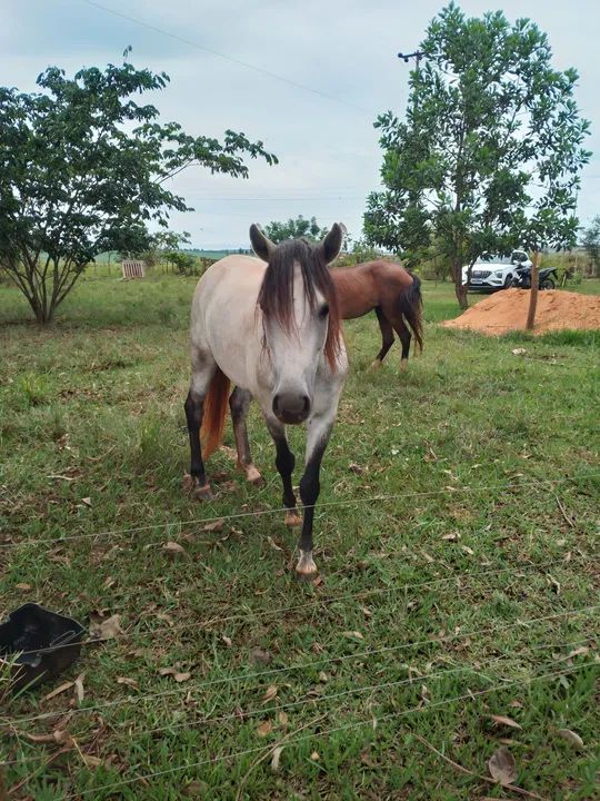 Vendo cavalo  - Foto 4