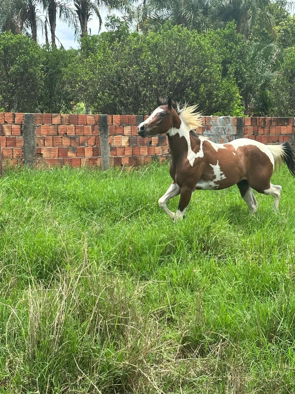 Potra Paint Horse pura sem documento  - Foto 2