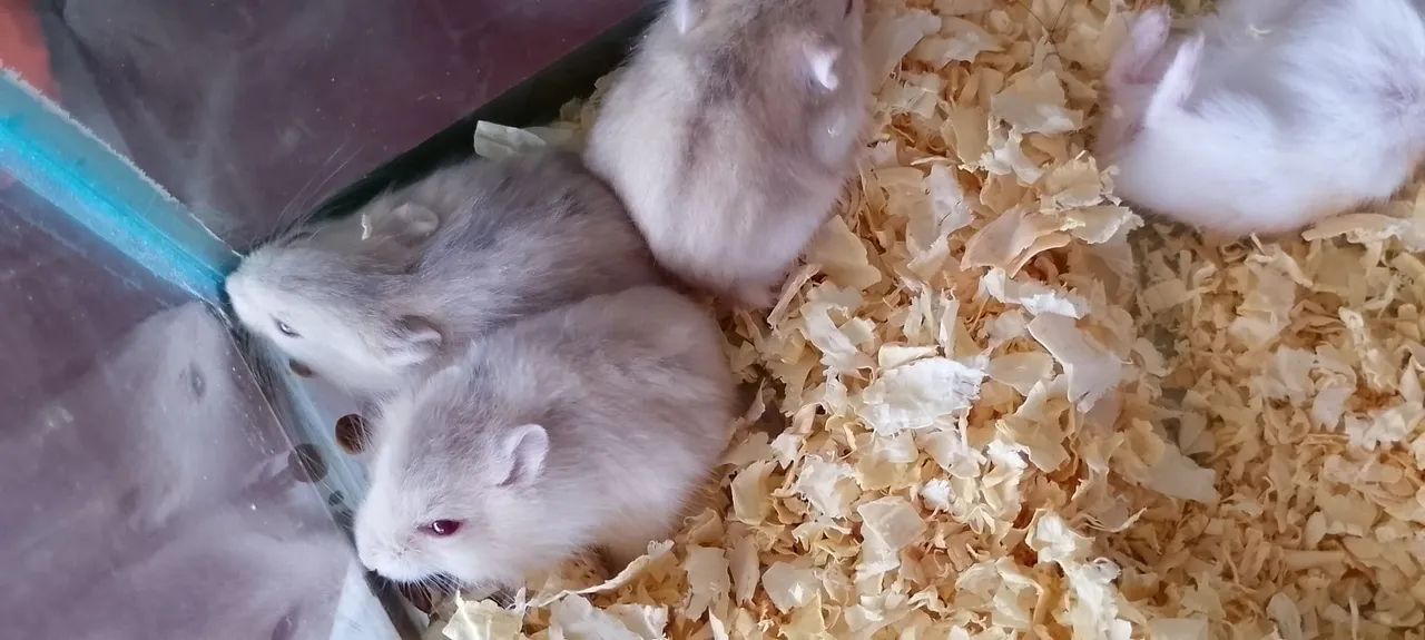 Hamster anão russo 64551629766659121