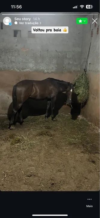 Cavalo Qm 