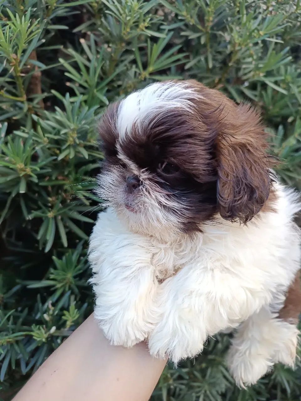 Filhote Shih Tzu  - Foto 2