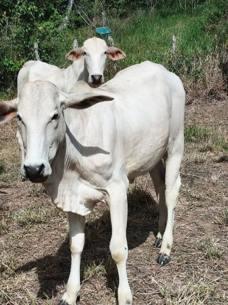 Novilhas Nelore - Foto 5