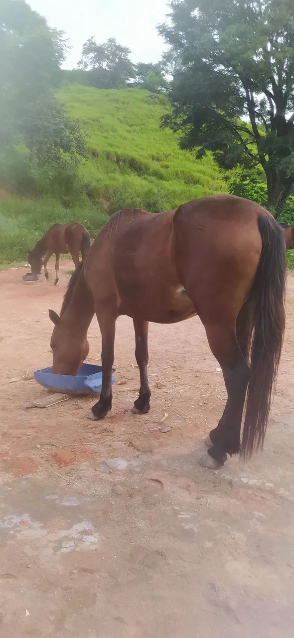 Égua marcha picada  - Foto 5