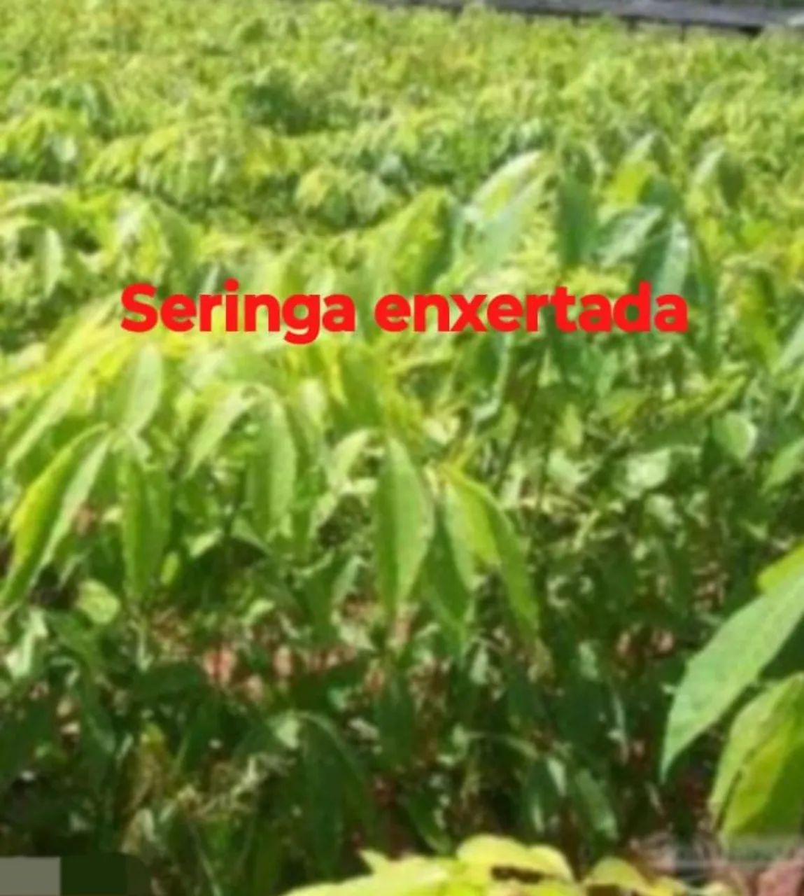 Mudas frutíferas árvores e plantas  - Foto 5