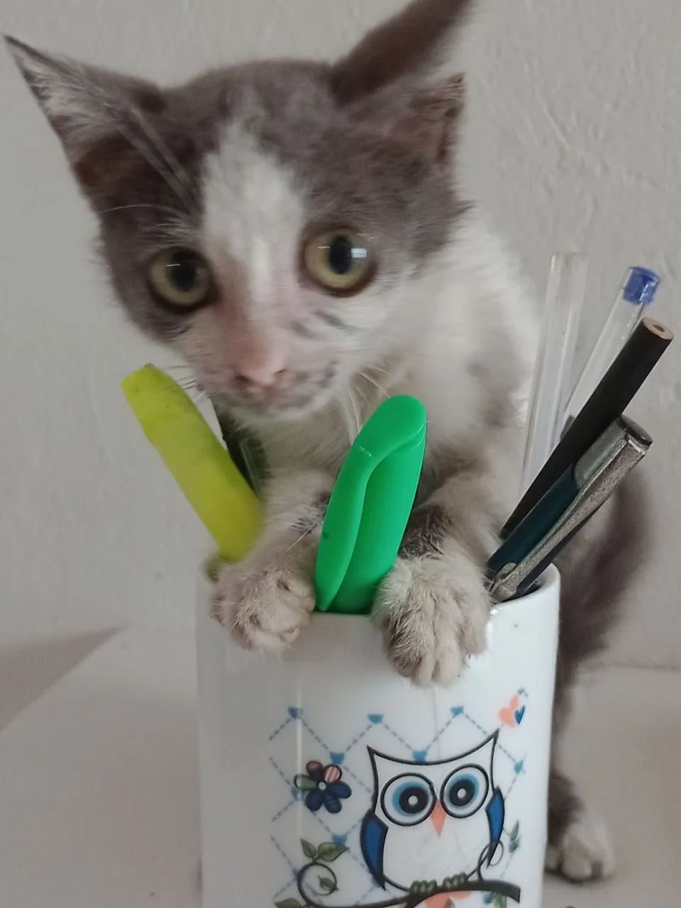 Gatinha cinza e branco disponível para adoção