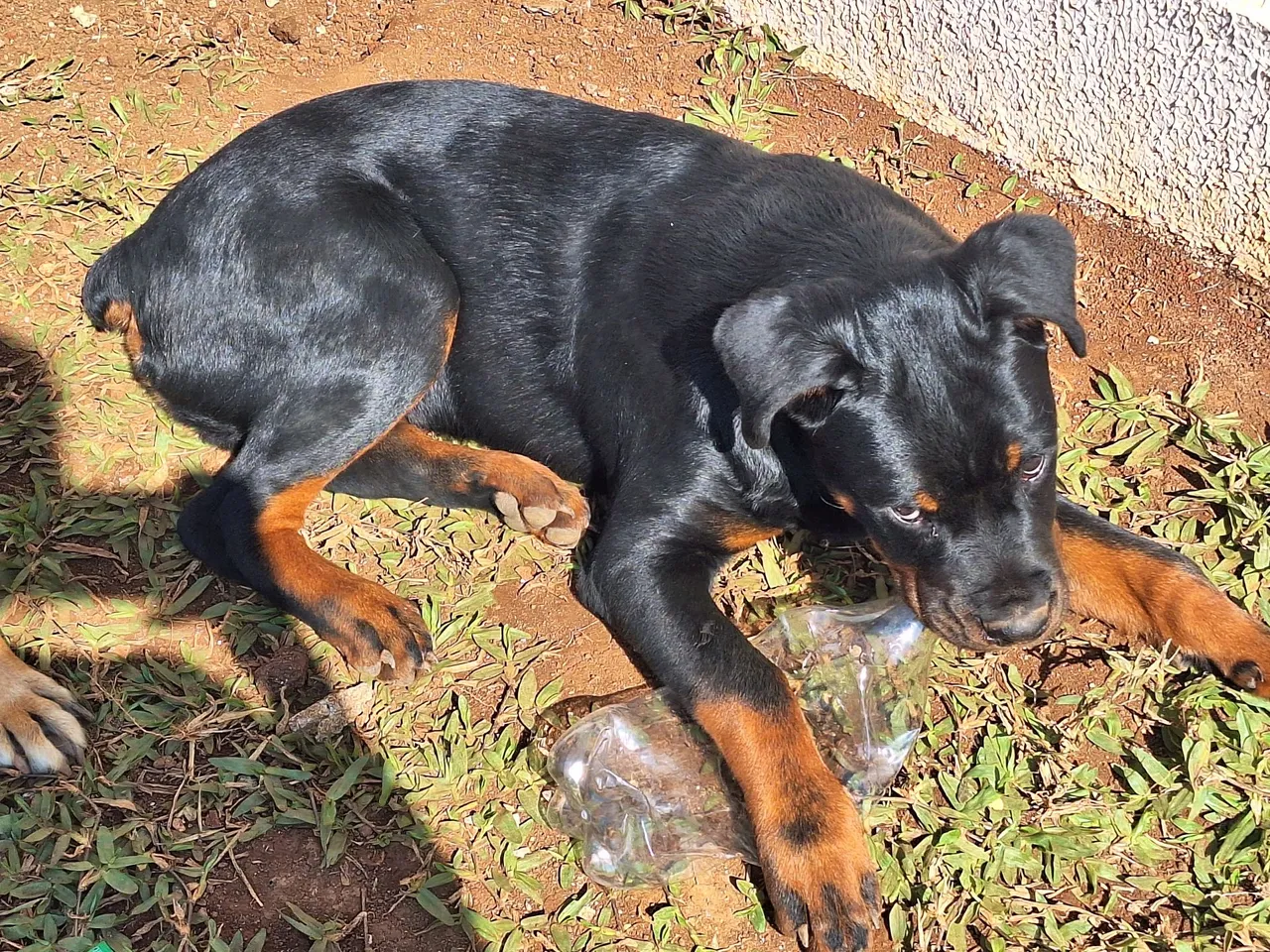 Filhote de Rottweiler para adoção