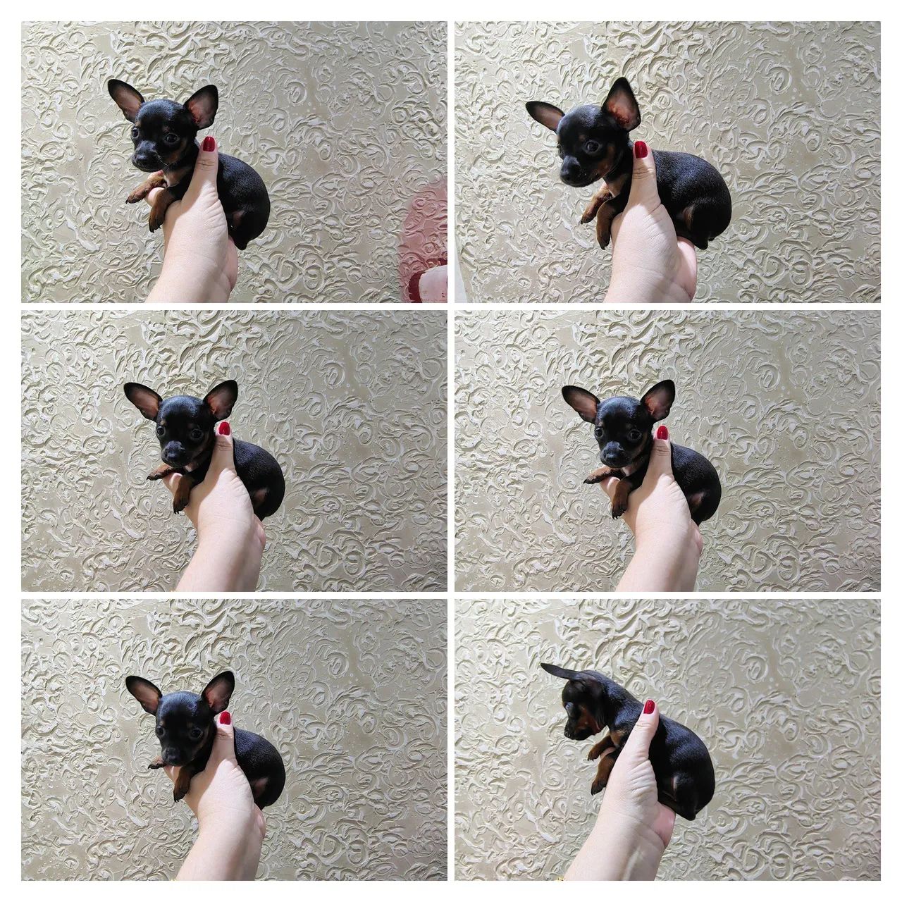 Lindas Pinscher Mini fêmeas e machos  - Foto 4