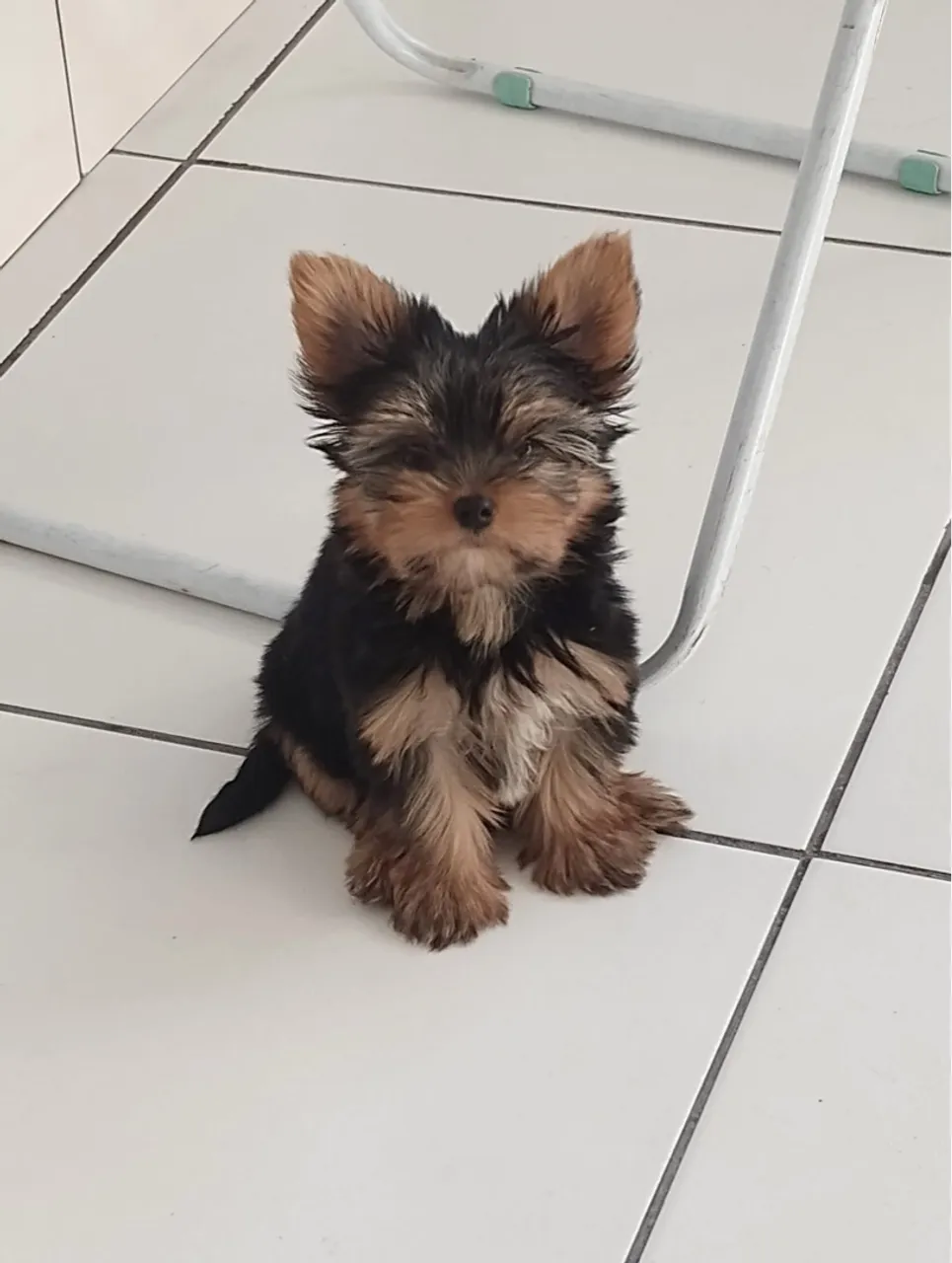 Filhote de Yorkshire Terrier - Fofo e Charmoso!