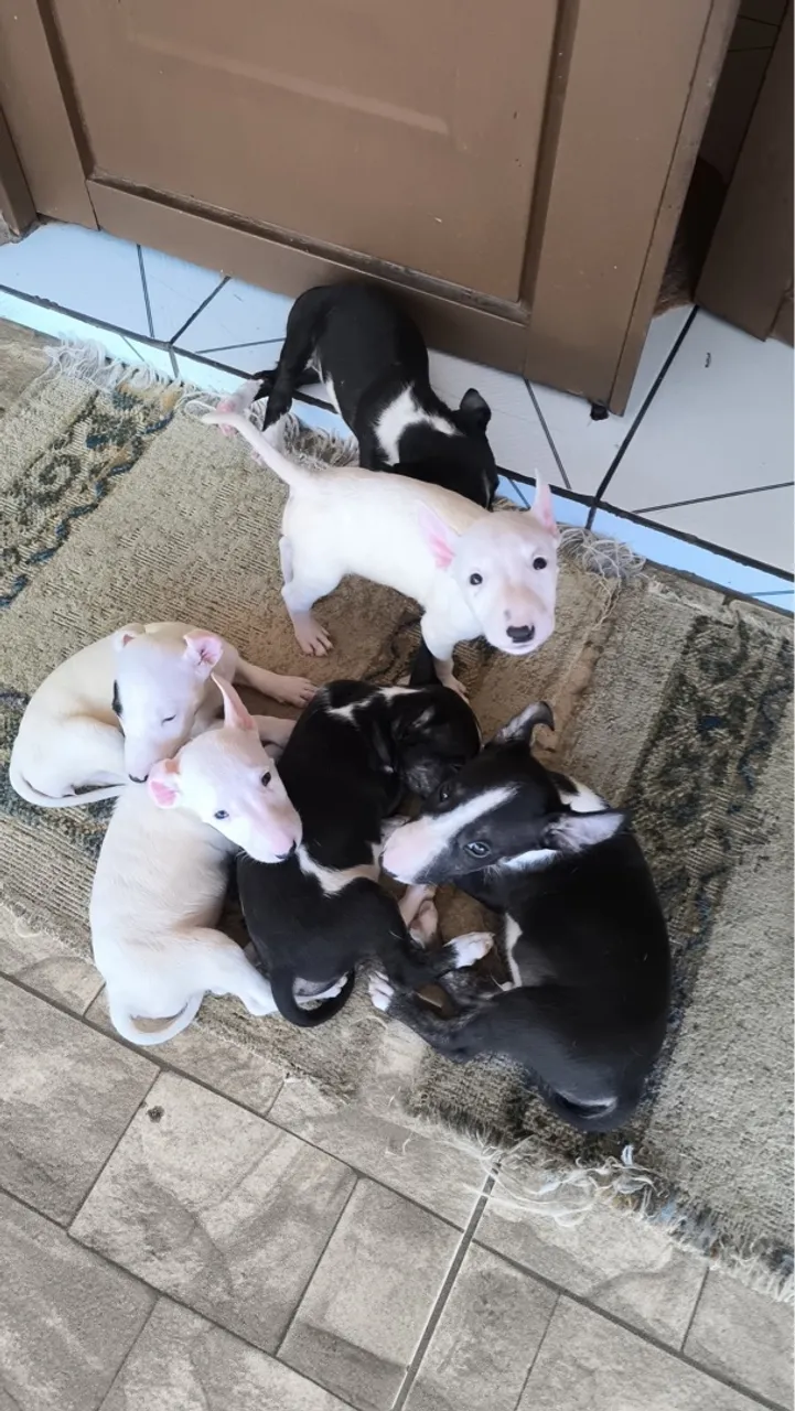Filhotes de Bull Terrier
