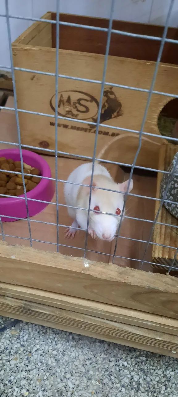 Ratos brancos fofinhos para venda - Foto 3