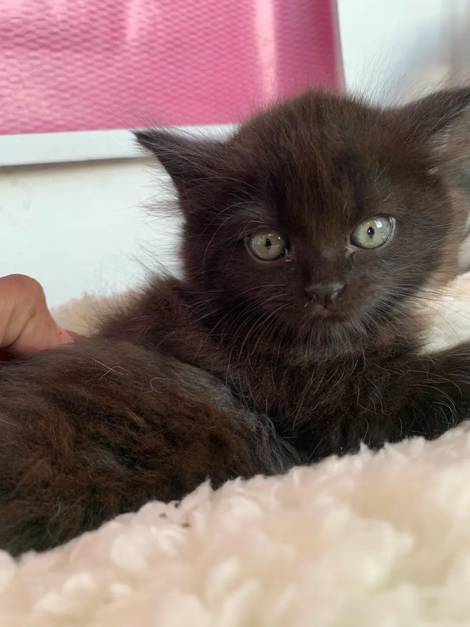 Persa Himalaio 64168607049090123