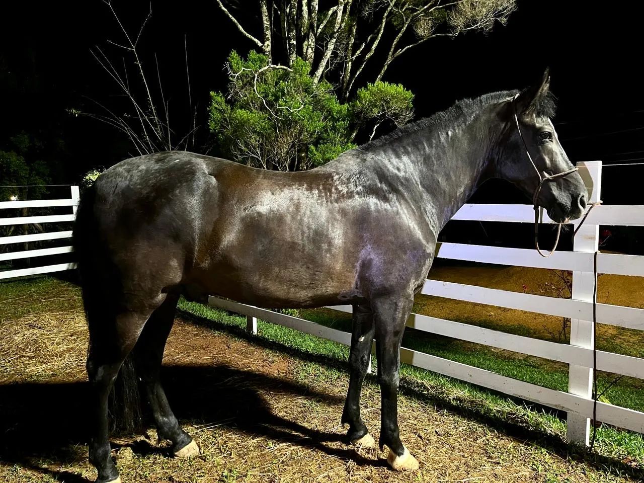 Cavalo manga larga marchador  - Foto 3