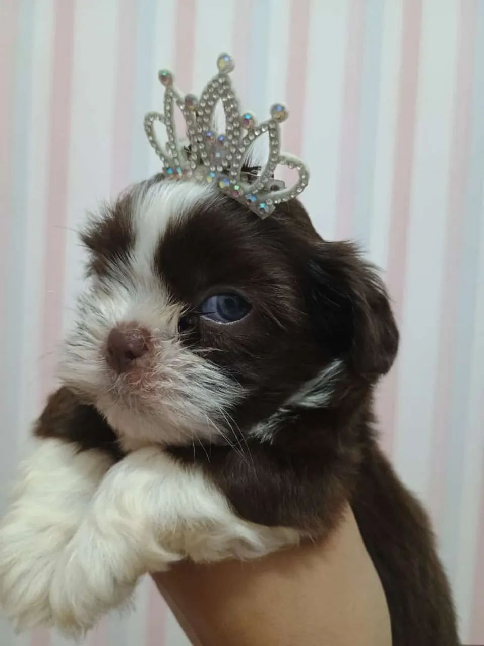 Shitzu Mini  Machos  900 fêmea 1400 - Foto 2