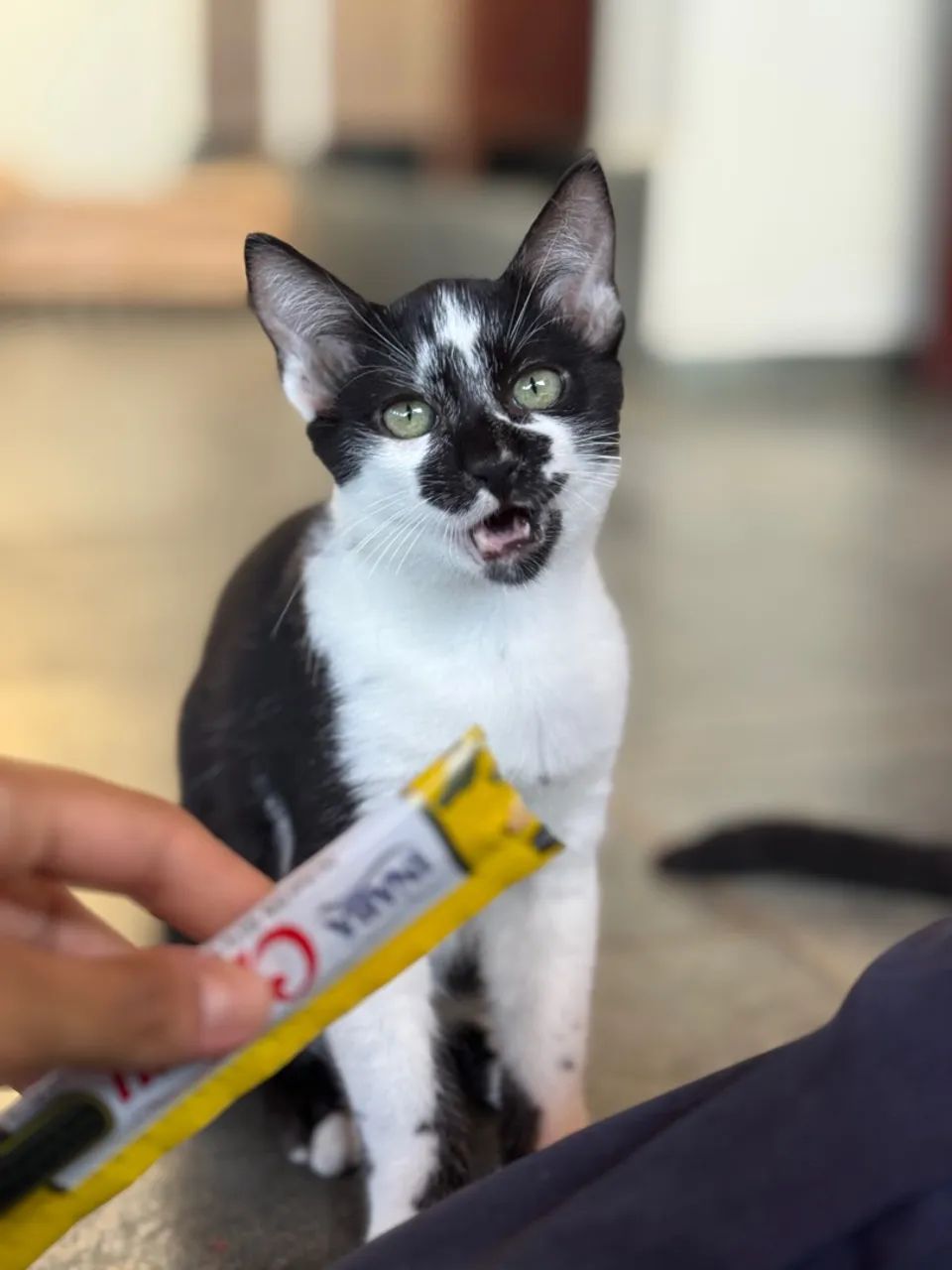 Gatinho filhote pra adoção  - Foto 4