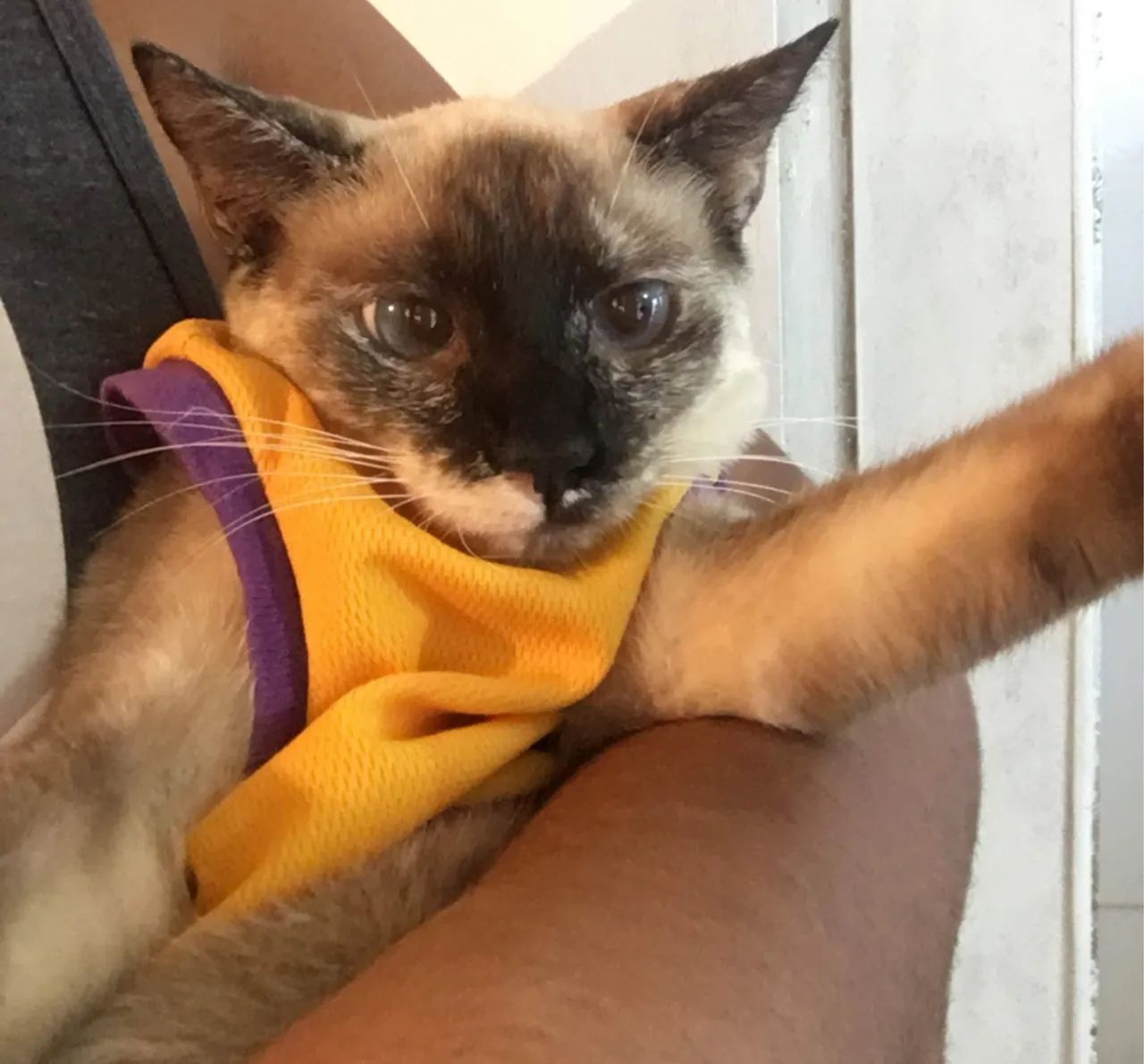 Doação - Gatinha 4 anos, castrada e vermifugada