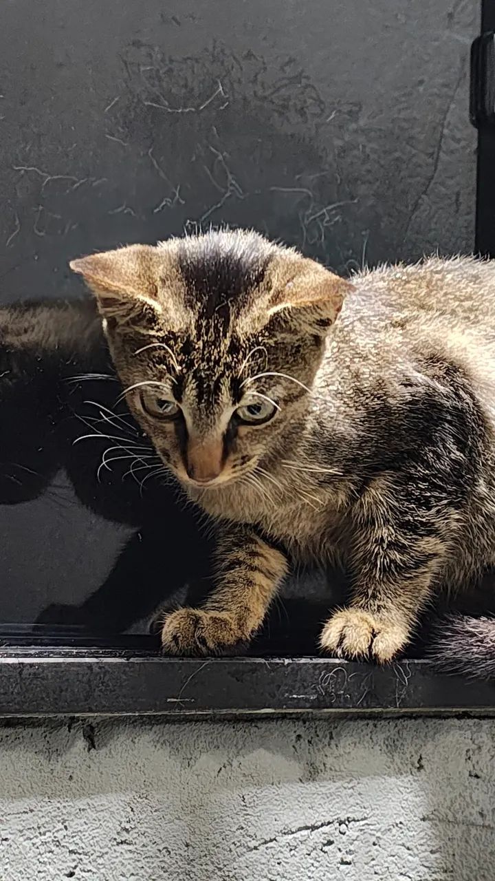 Gato curioso com reflexo - Foto 3