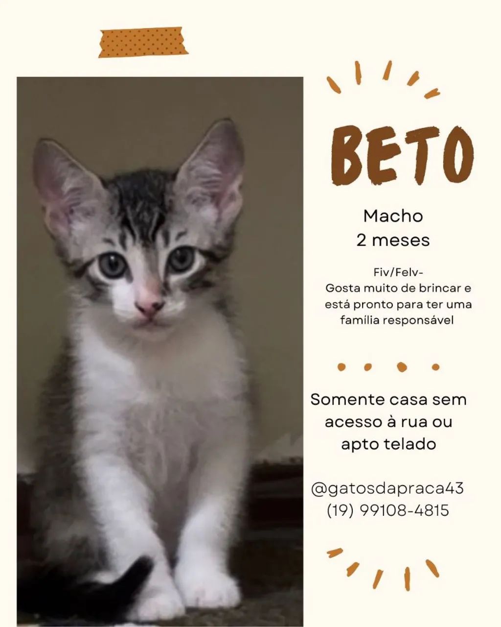 Gatinho para adoção