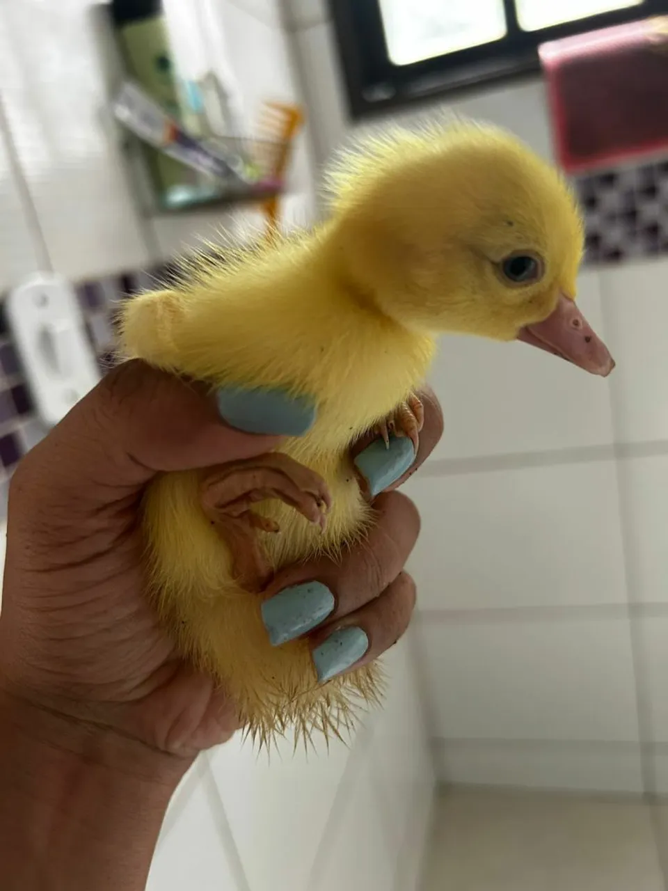 Filhote de pato amarelo