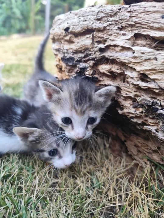 DOAÇÃO DE GATINHOS  - Foto 4