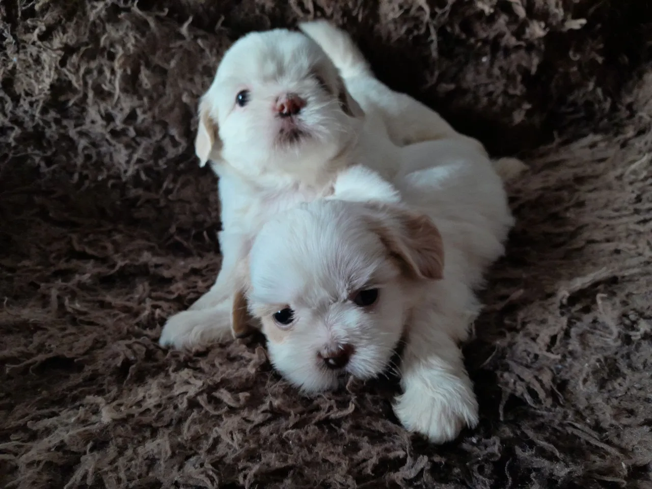 Filhotes de Shih Tzu Fêmeas