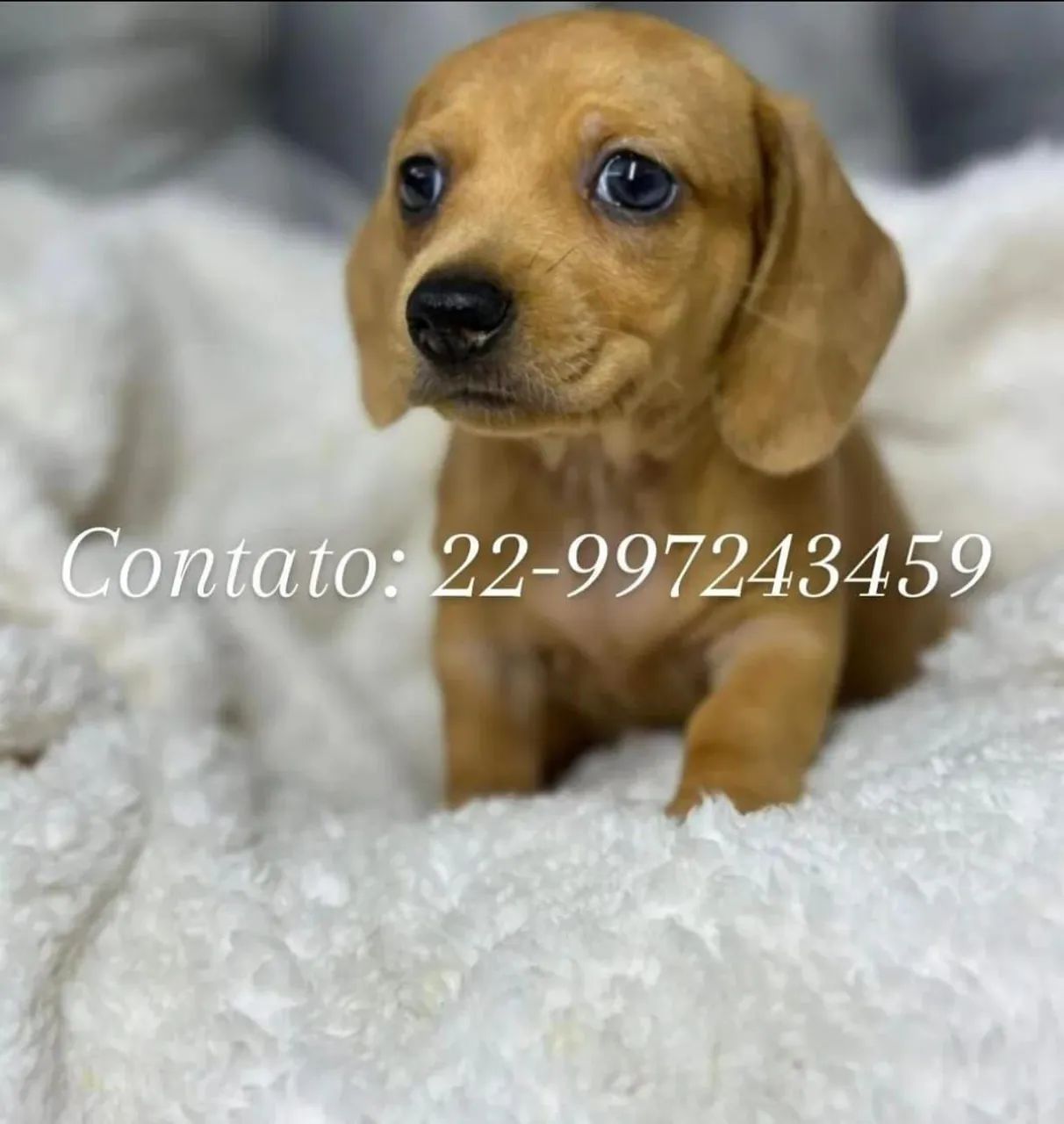 Teckel salsicha Basset miniatura com pedigree Cachorros Parque