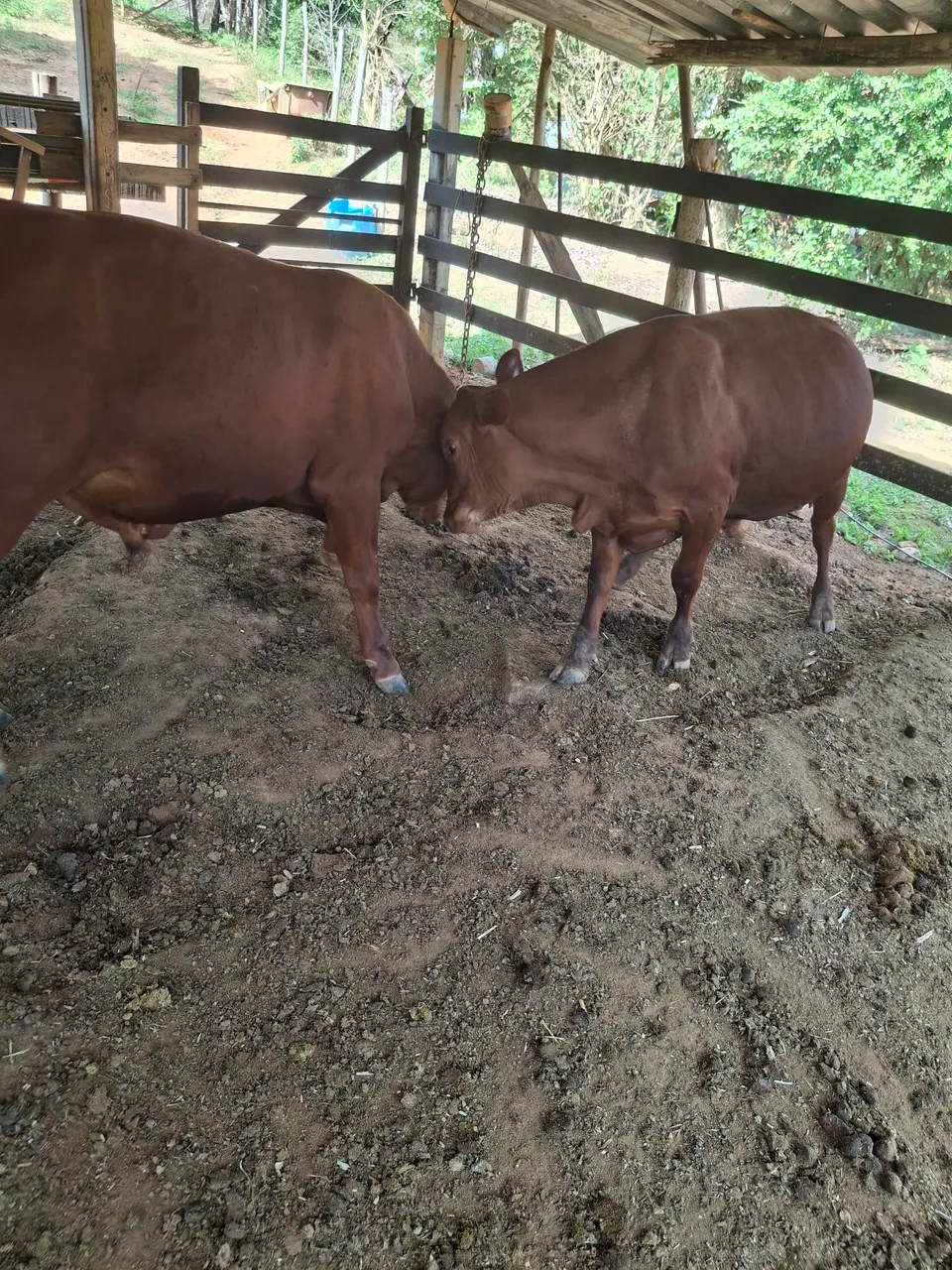 Vacas Nelore para Cria e Reprodução