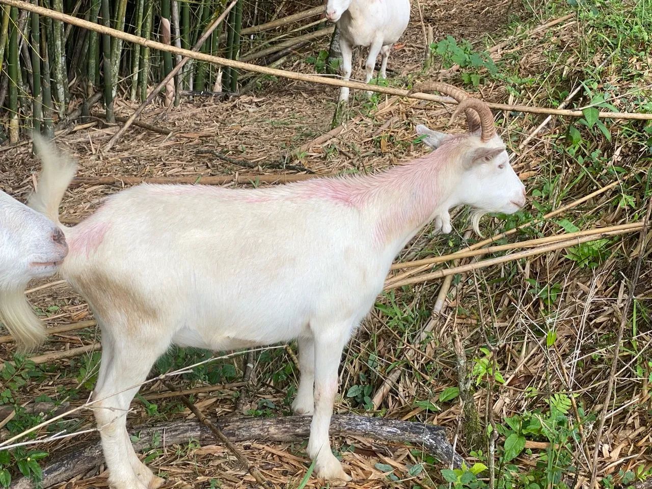Cabrito castrado e ovelha para abate - Foto 2