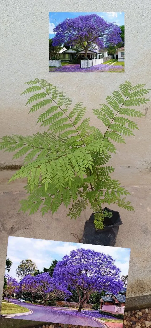 Muda de Jacarandá Mimoso - Linda e Exótica!