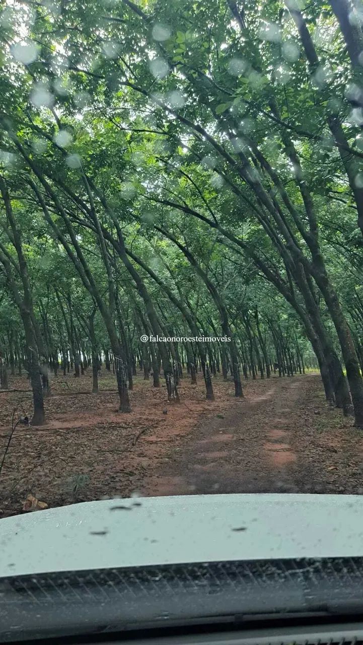 Excelente Sítio à Venda em Tanabi-SP  Saída para Ibiporanga - Foto 3