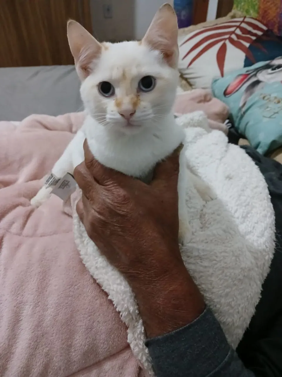Gatinho filhote branco com olhos azuis para adoção